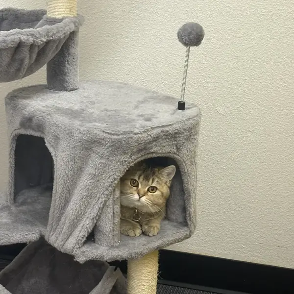 Cat boarding suite at K9 Rox Club